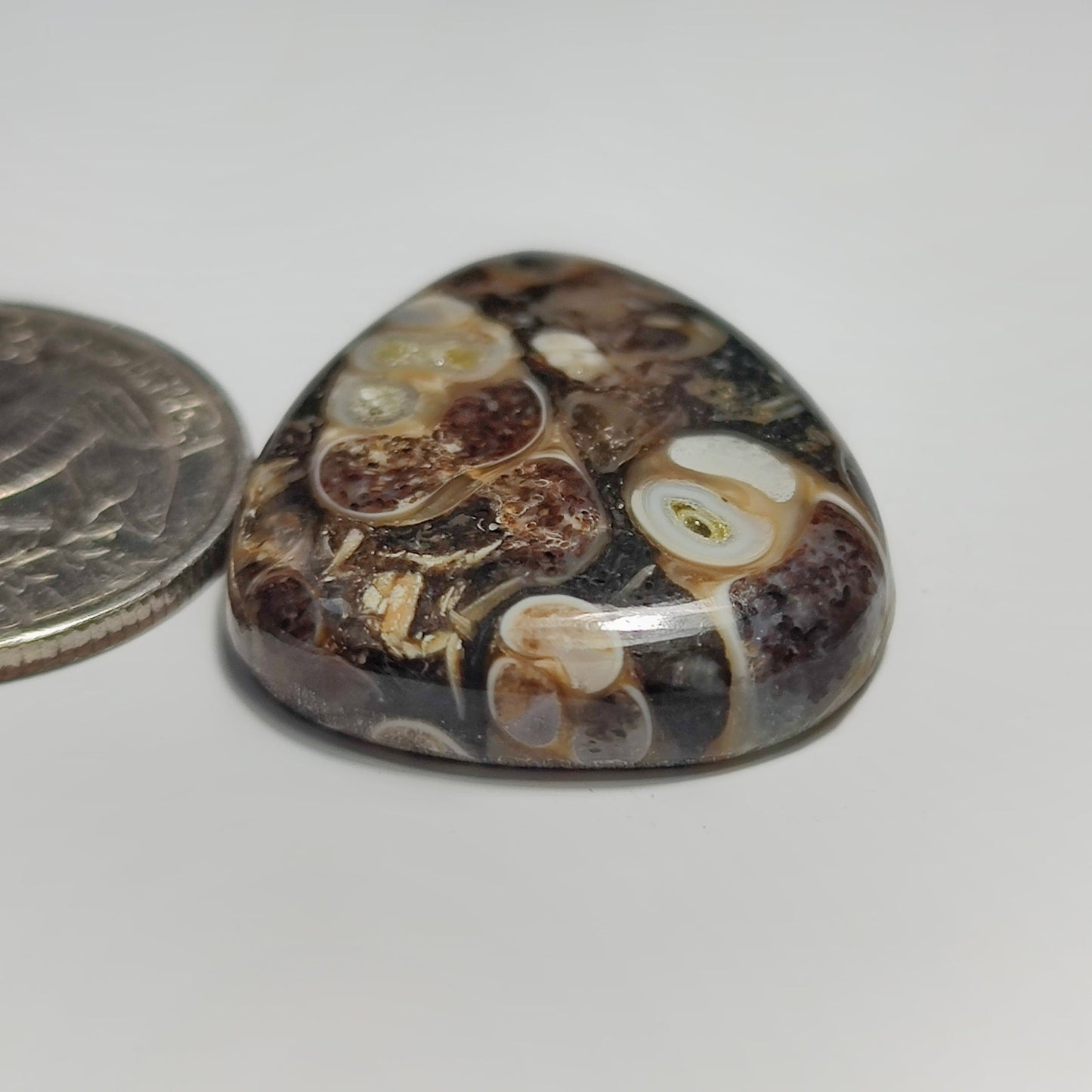 Turritella Agate