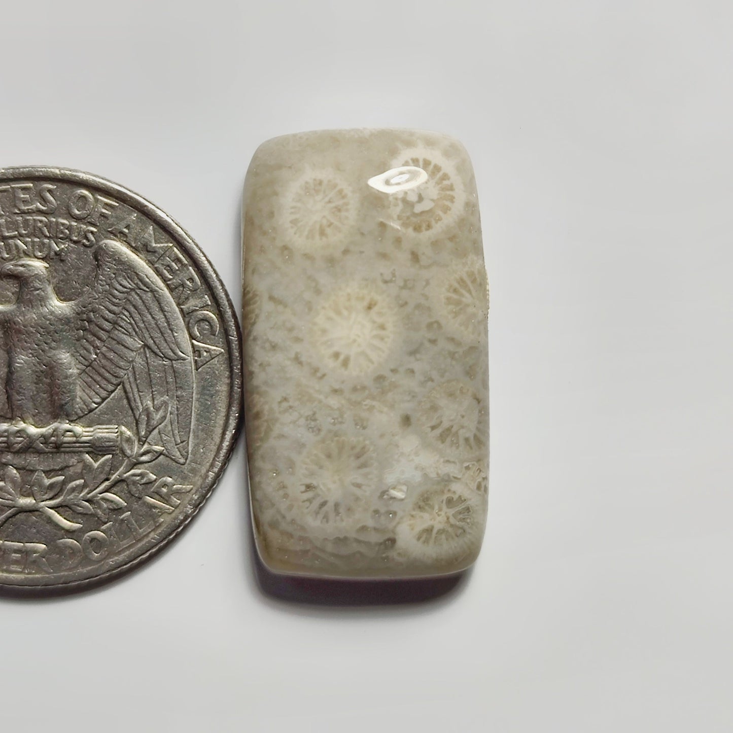 Fossil Coral