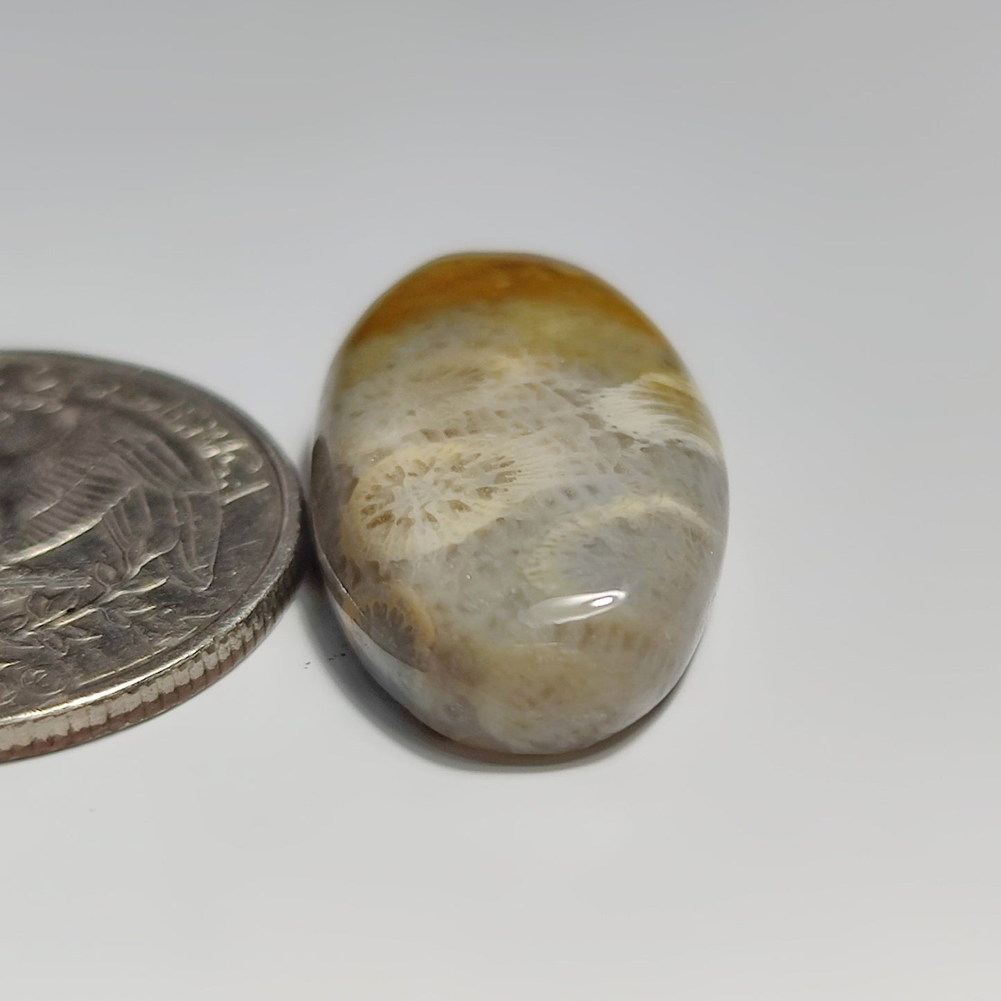 Fossil Coral