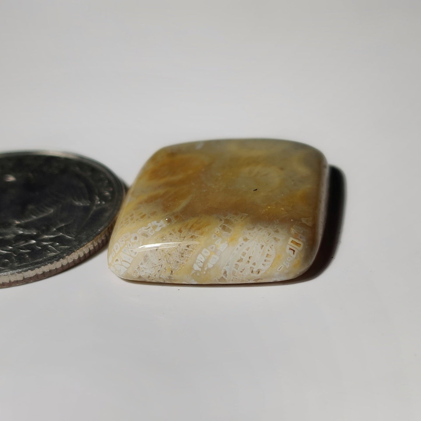 Fossil Coral