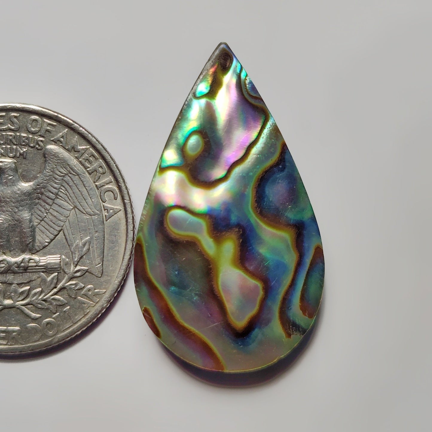 Abalone Shell