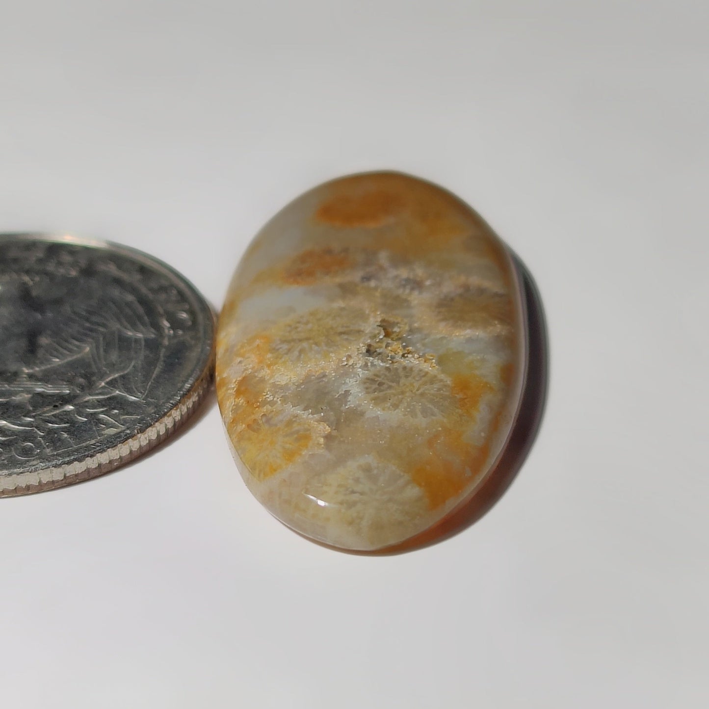 Fossil Coral