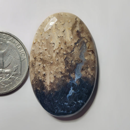 Petrified Wood Jasper