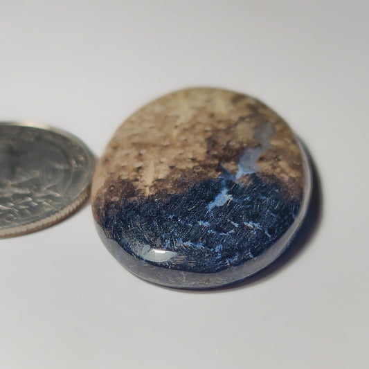 Petrified Wood Jasper