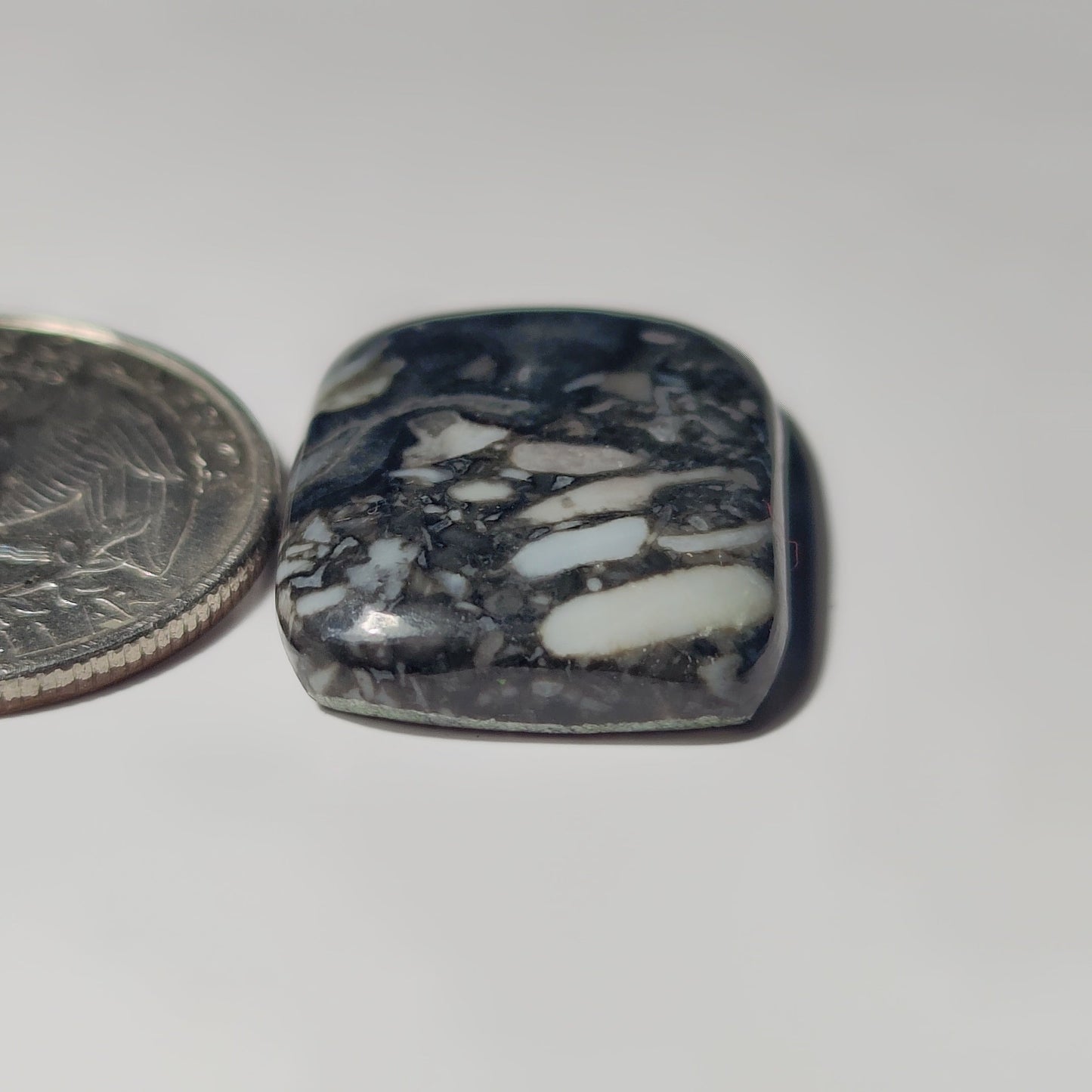 Orthoceras