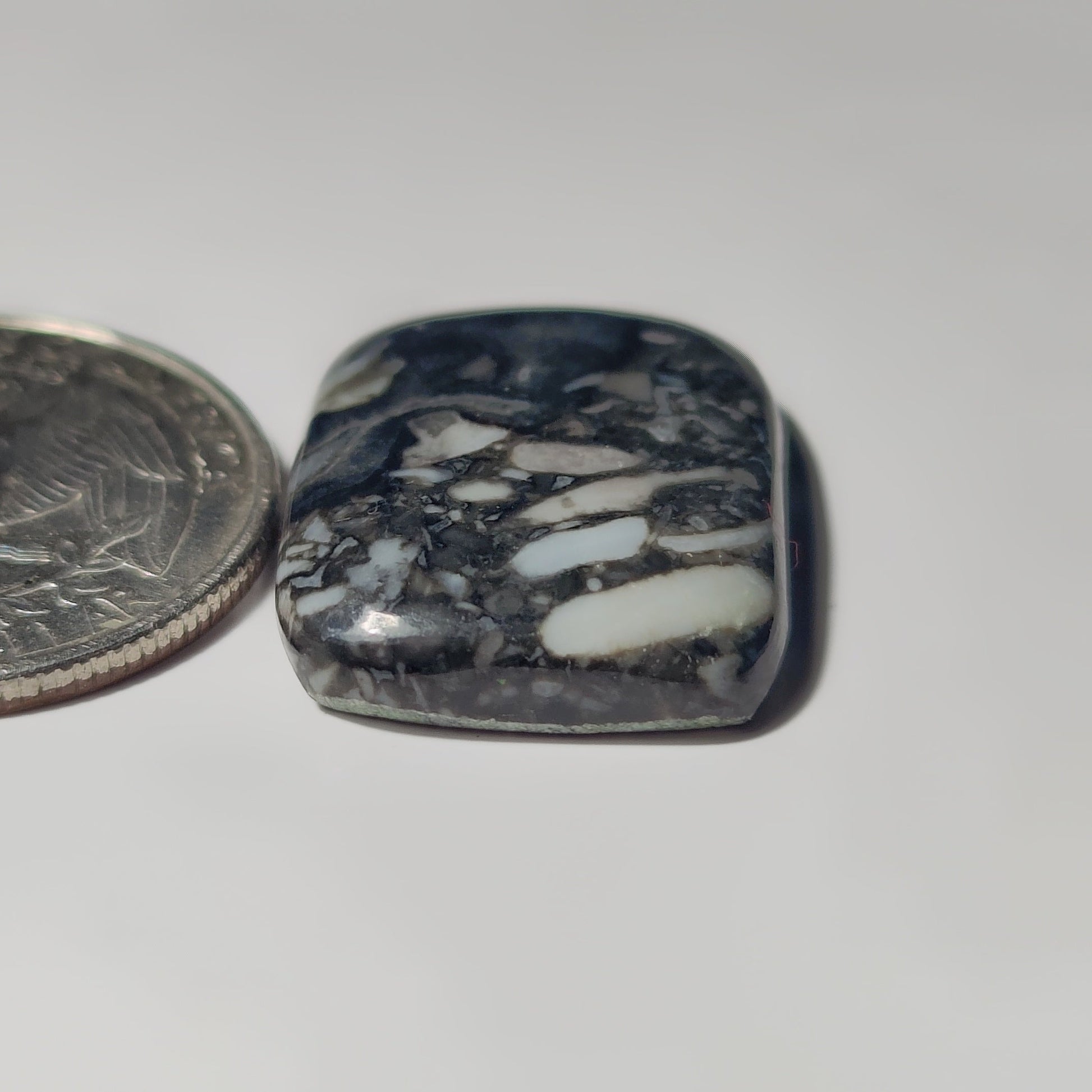 Orthoceras