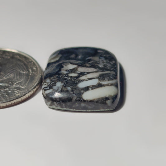 Orthoceras