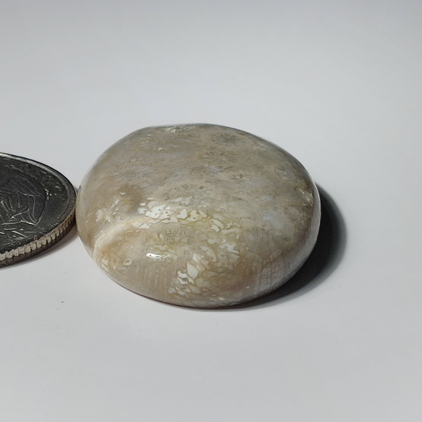 Fossil Coral
