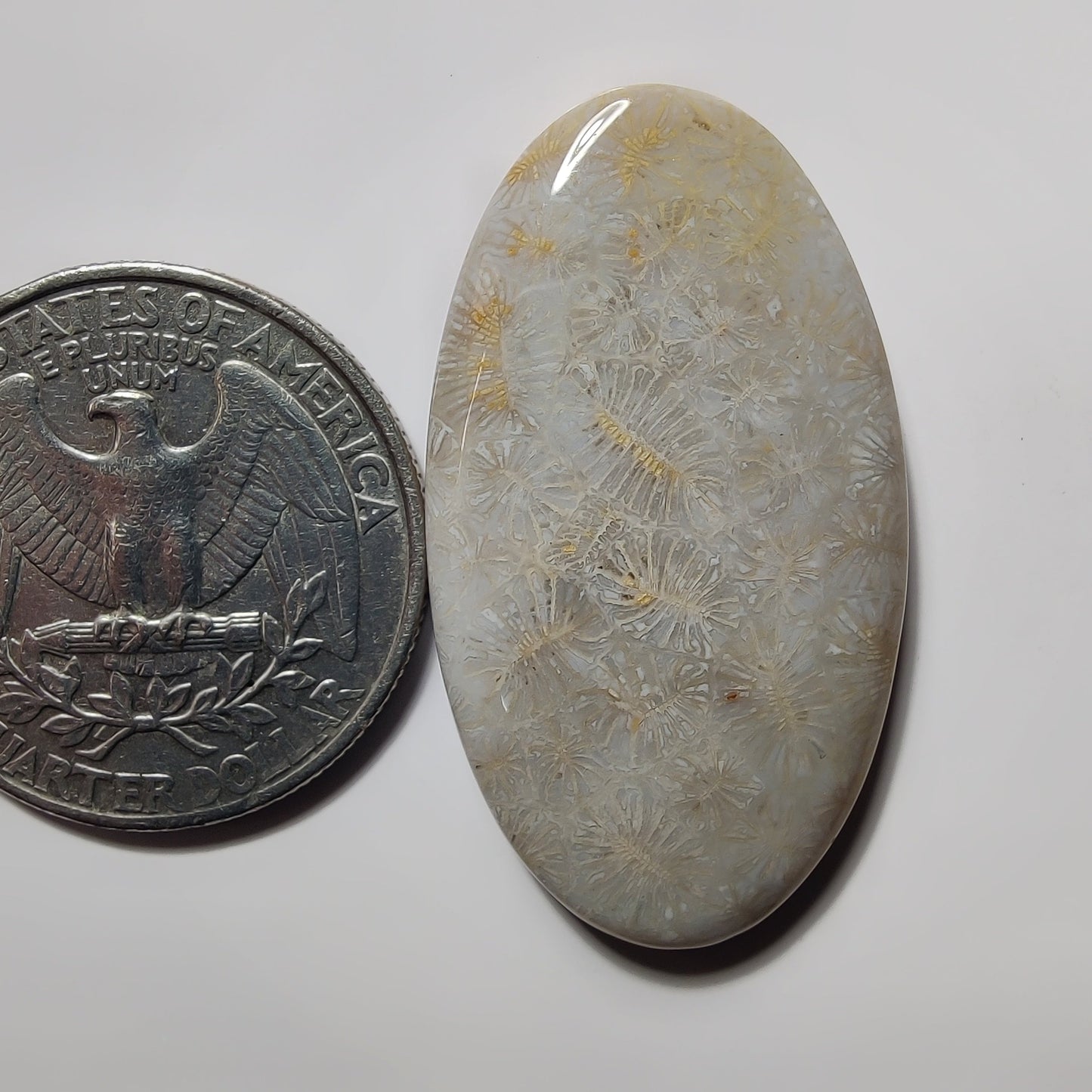 Fossil Coral gemstone cabochon - natural crystal healing stone for jewelry making by SemiPreciousCabs