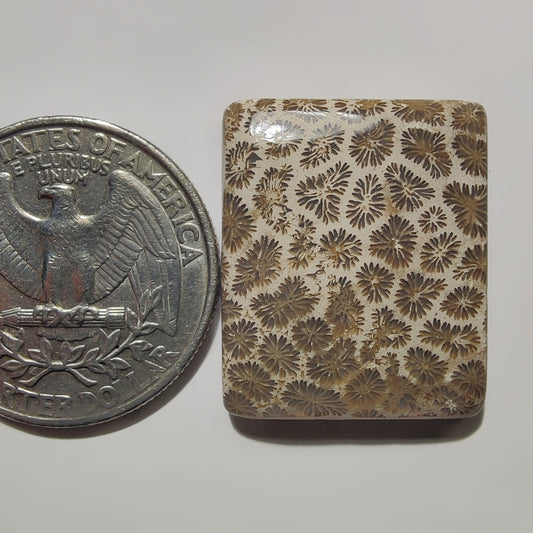 Fossil Coral gemstone cabochon - natural crystal healing stone for jewelry making by SemiPreciousCabs