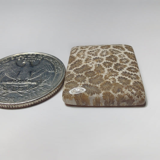 Fossil Coral gemstone cabochon - natural crystal healing stone for jewelry making by SemiPreciousCabs