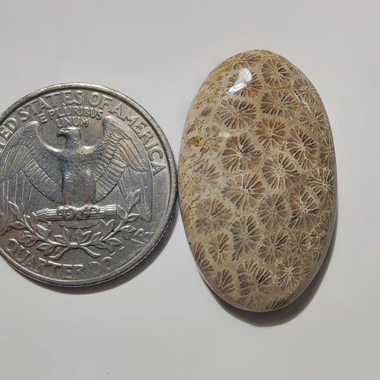 Fossil Coral gemstone cabochon - natural crystal healing stone for jewelry making by SemiPreciousCabs