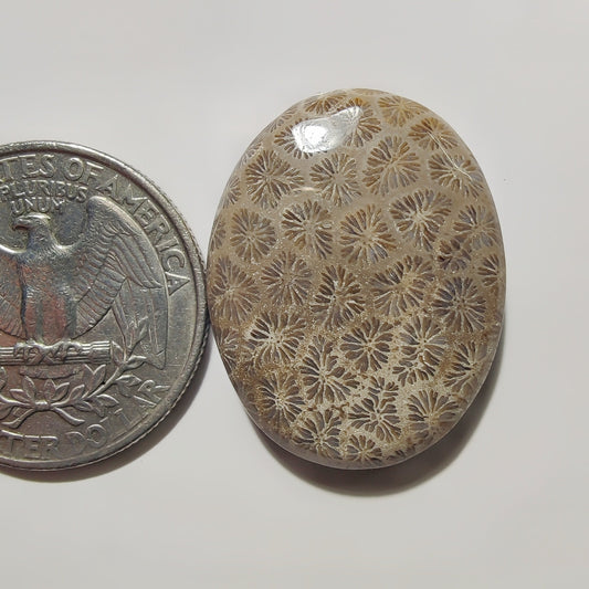 Fossil Coral gemstone cabochon - natural crystal healing stone for jewelry making by SemiPreciousCabs