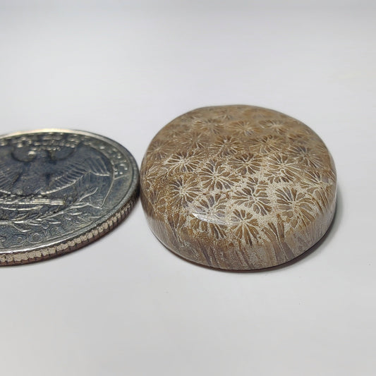 Fossil Coral gemstone cabochon - natural crystal healing stone for jewelry making by SemiPreciousCabs