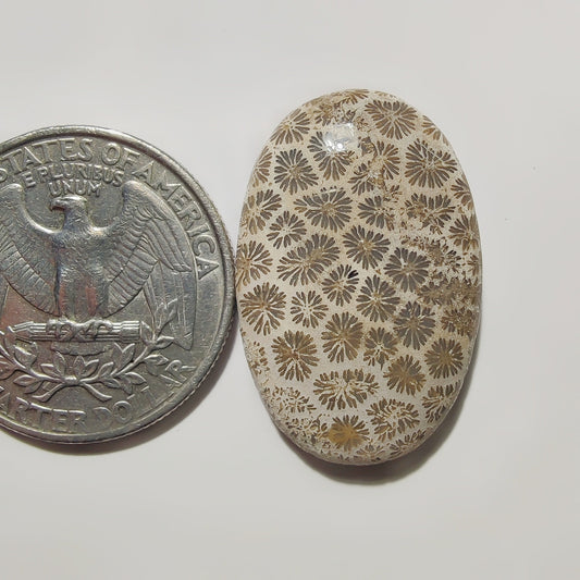 Fossil Coral gemstone cabochon - natural crystal healing stone for jewelry making by SemiPreciousCabs