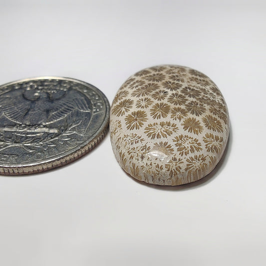 Fossil Coral gemstone cabochon - natural crystal healing stone for jewelry making by SemiPreciousCabs