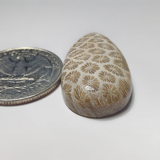 Fossil Coral gemstone cabochon - natural crystal healing stone for jewelry making by SemiPreciousCabs