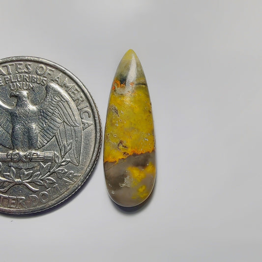 Bumblebee Jasper