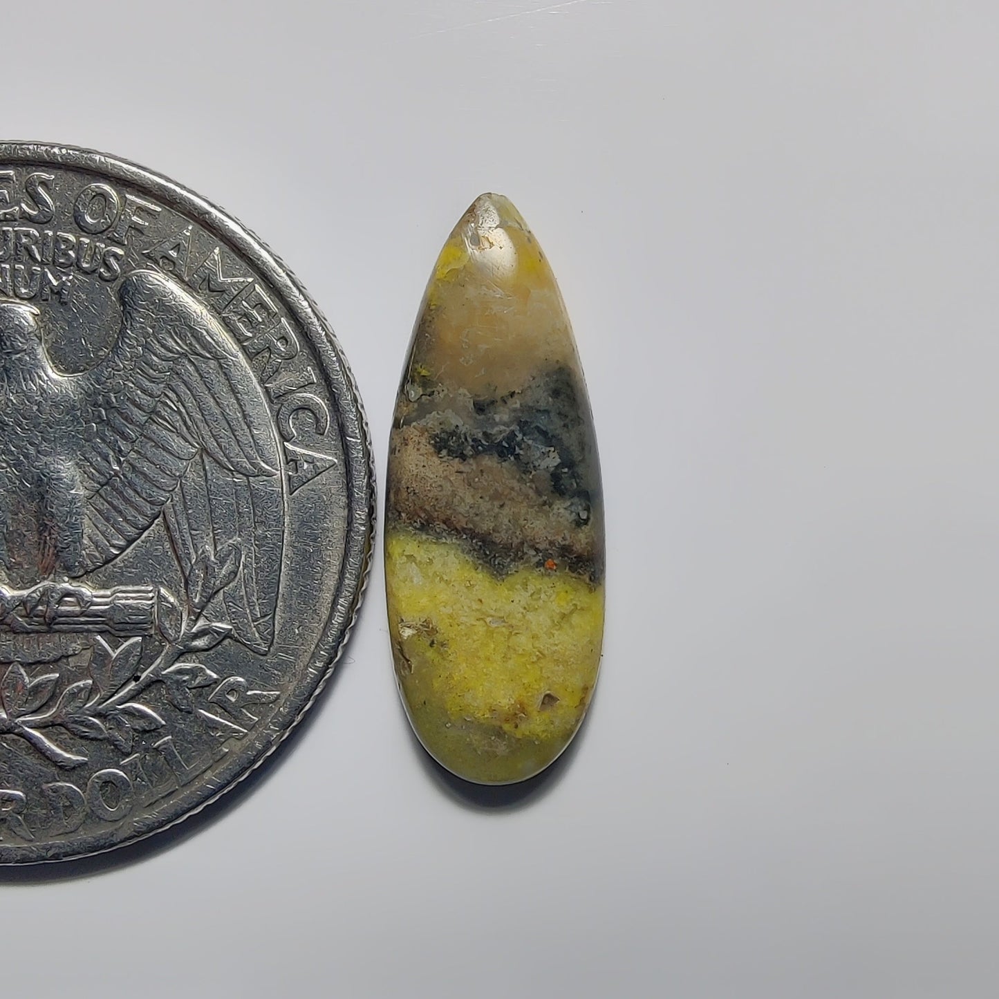 Bumblebee Jasper