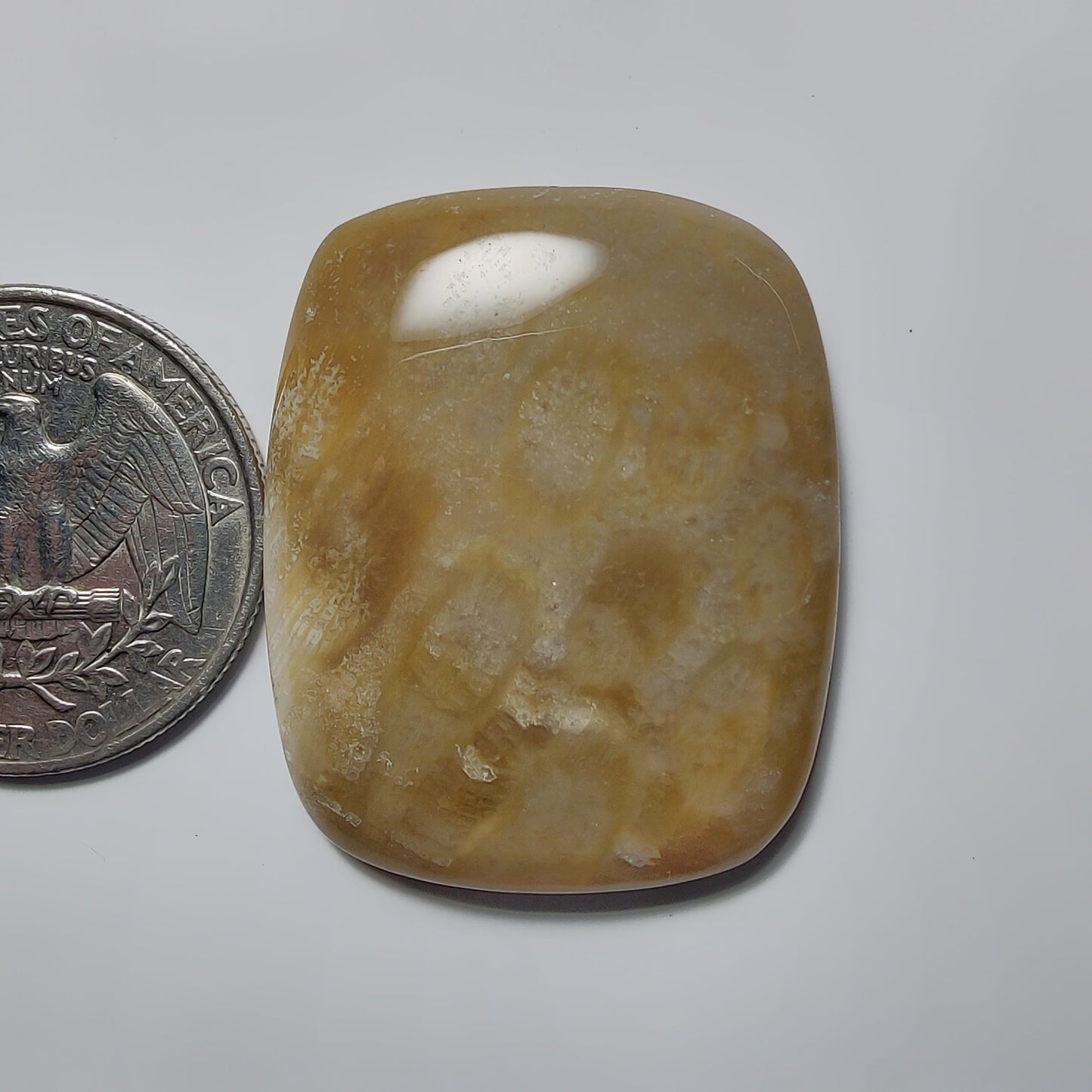 Fossil Coral