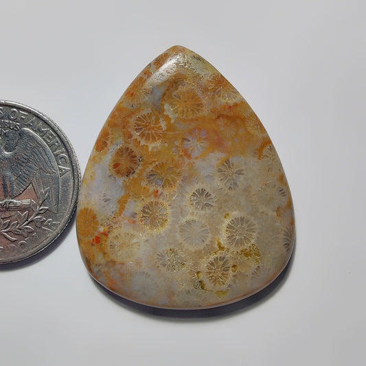 Fossil Coral