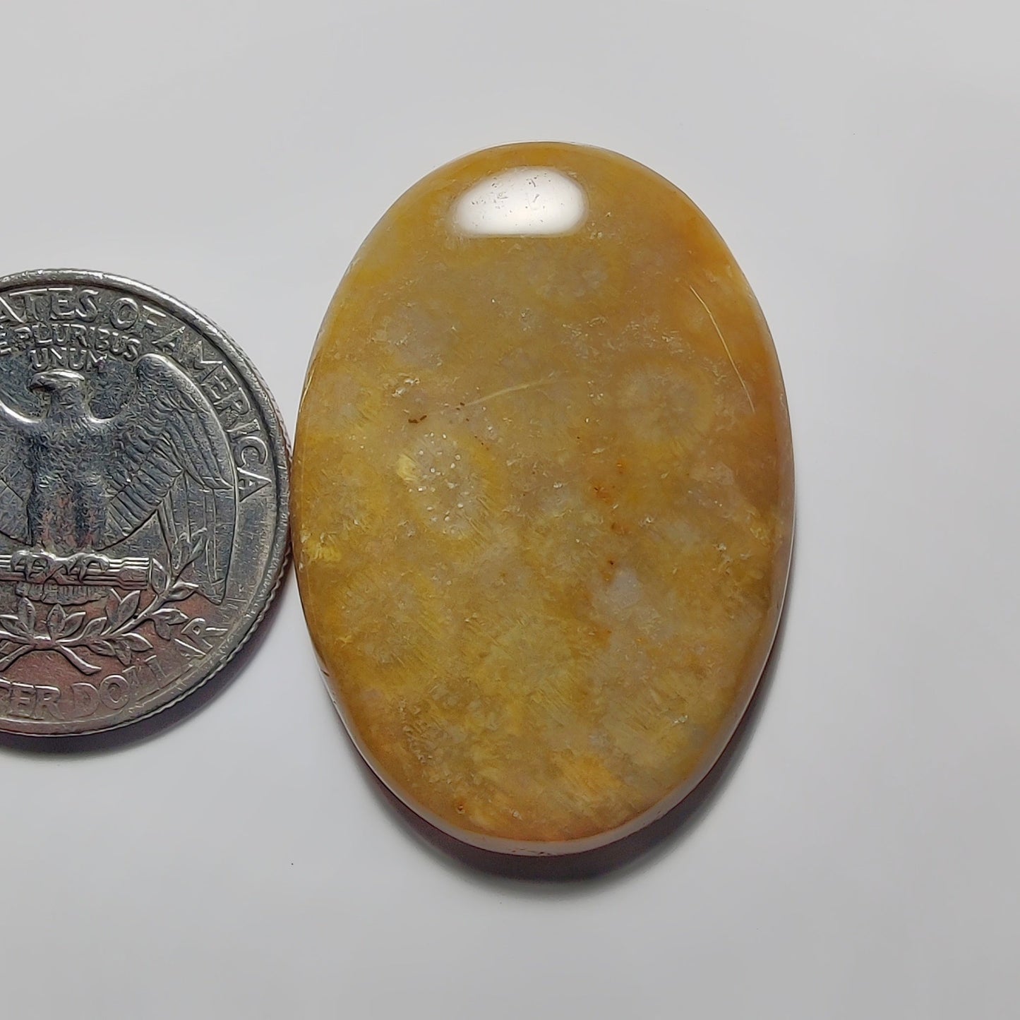 Fossil Coral