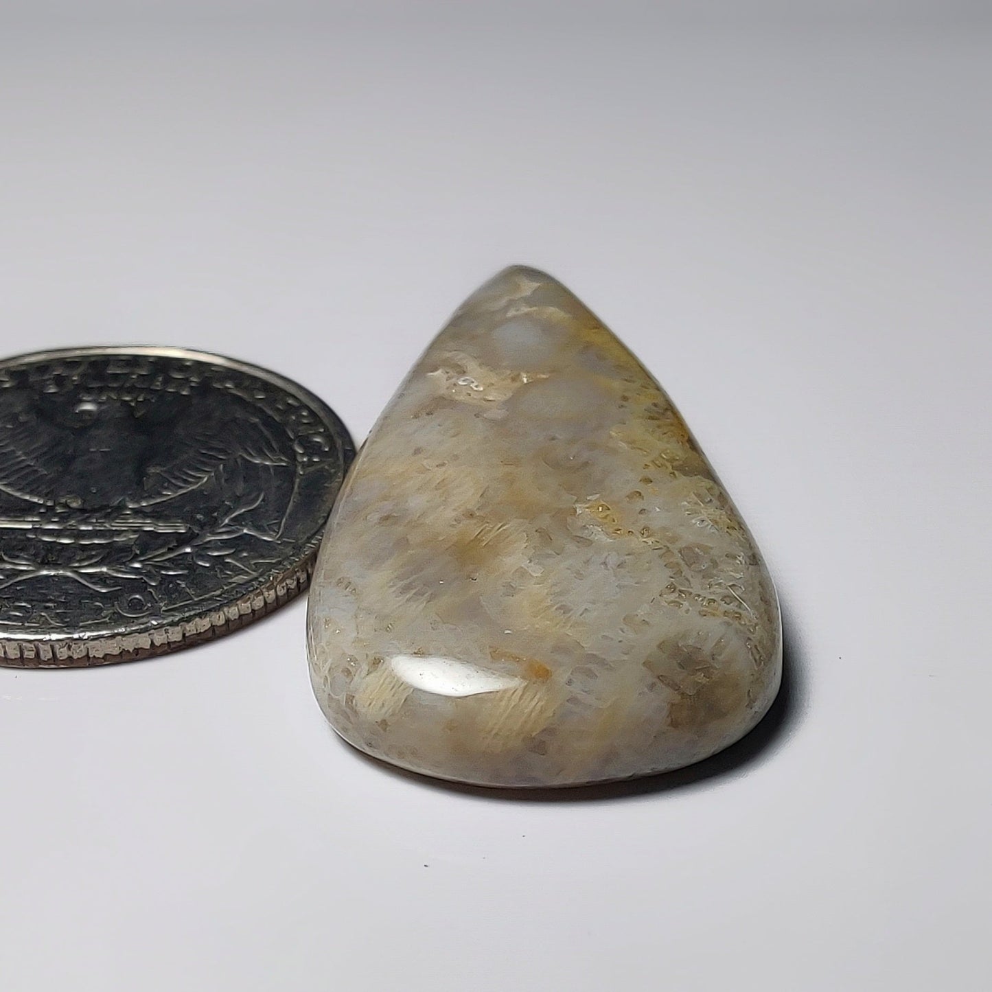 Fossil Coral