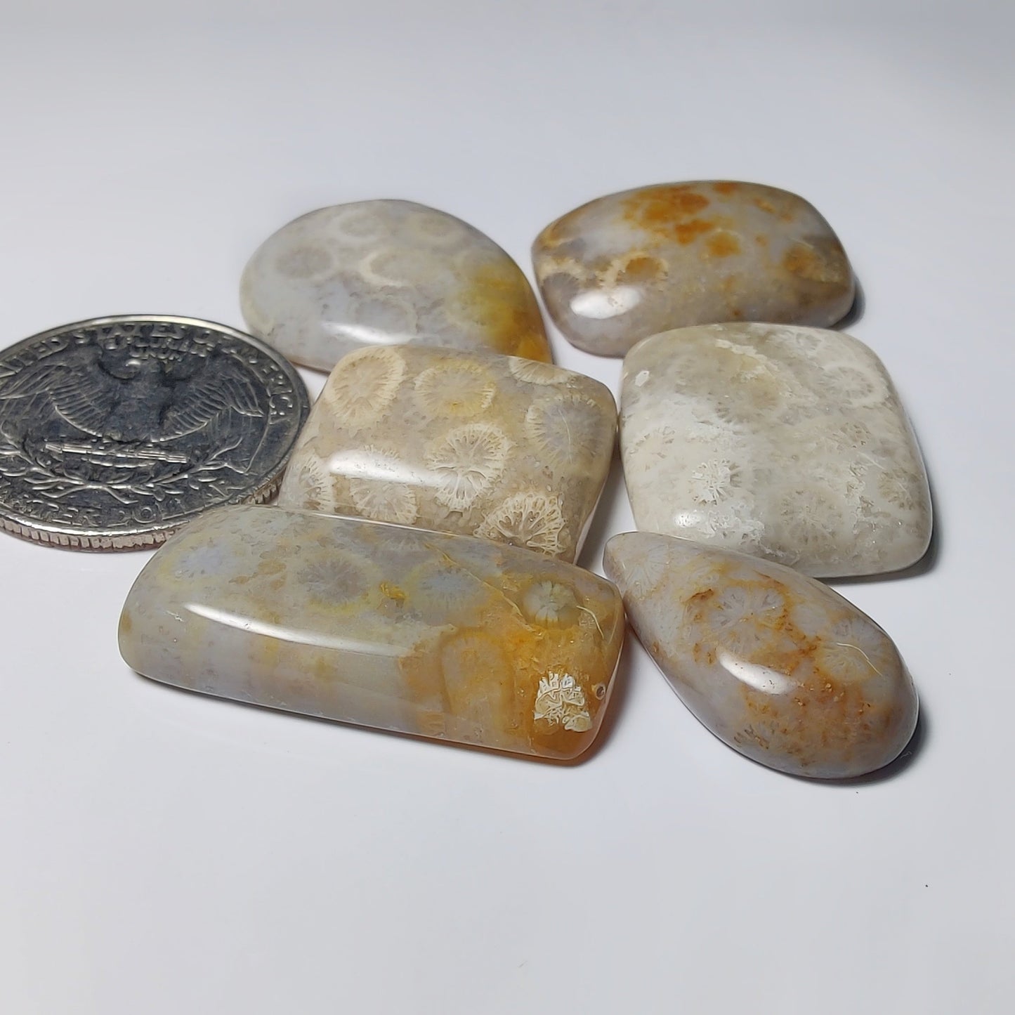 Fossil Coral Lot
