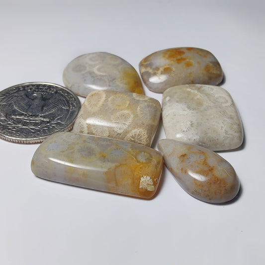 Fossil Coral Lot