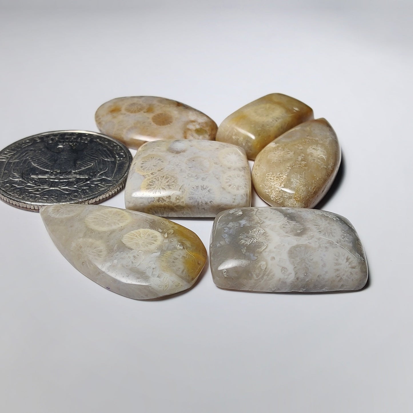Fossil Coral Lot