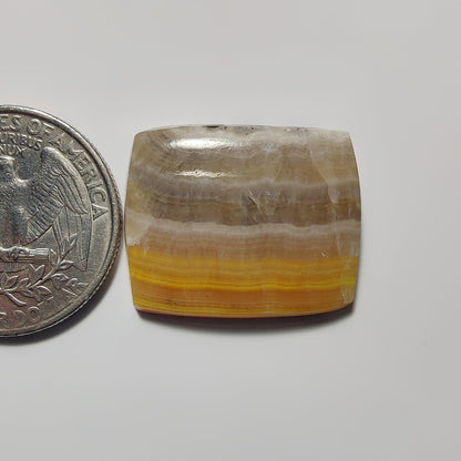 Bumble Bee Jasper