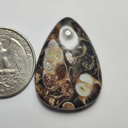 Turritella Agate