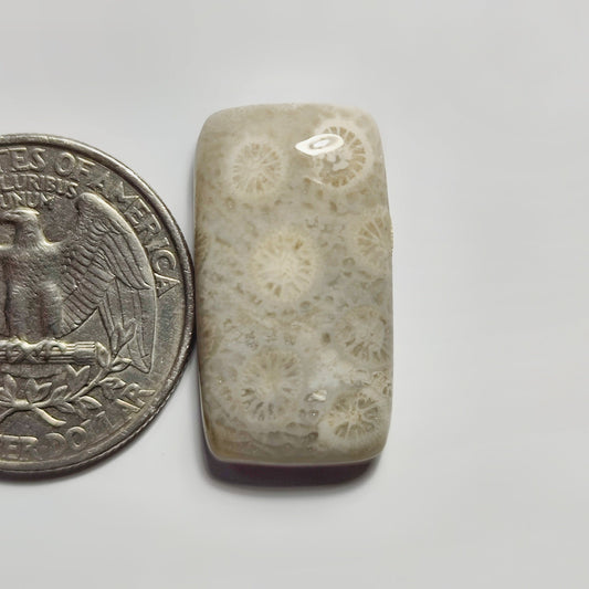 Fossil Coral
