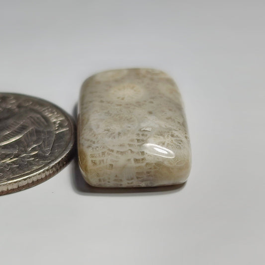 Fossil Coral