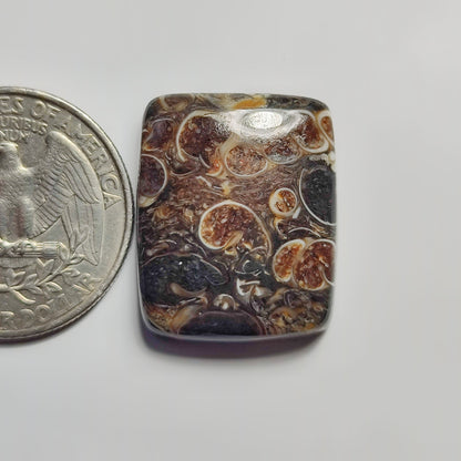 Turritella Agate