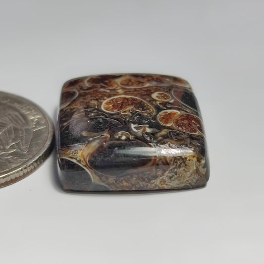 Turritella Agate