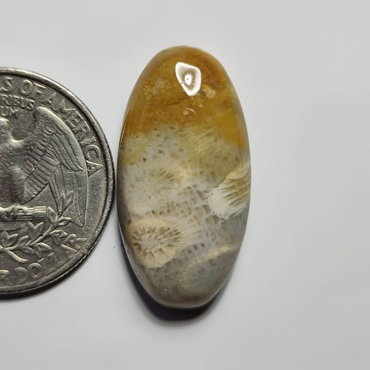 Fossil Coral