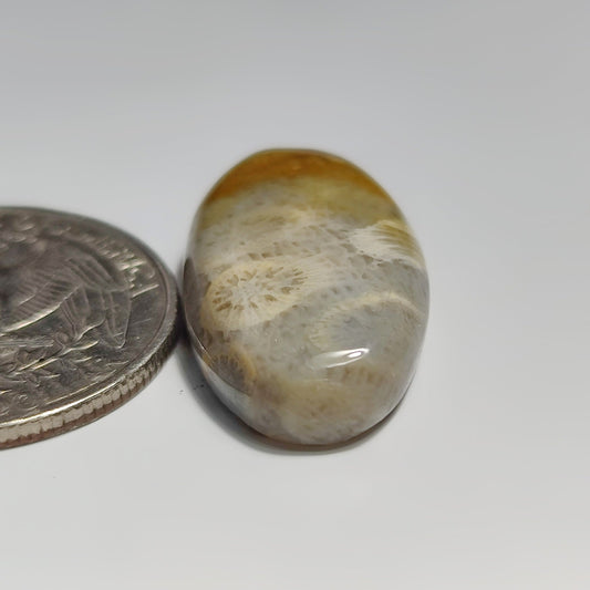 Fossil Coral