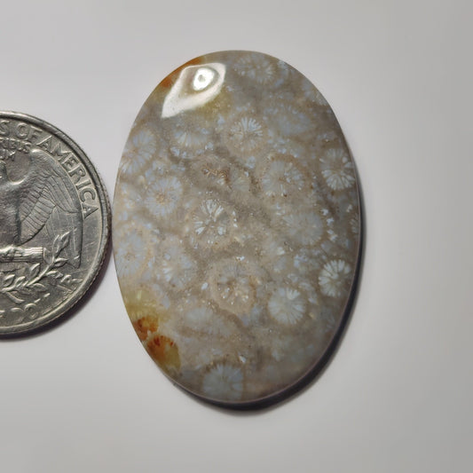 Fossil Coral