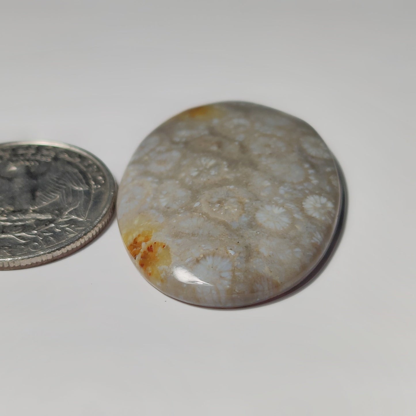 Fossil Coral