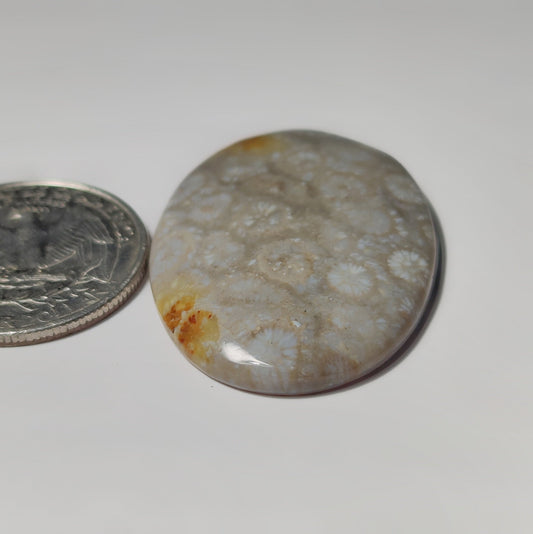 Fossil Coral
