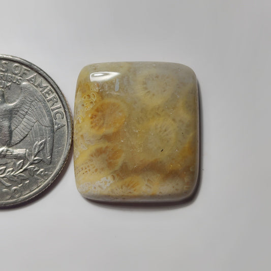 Fossil Coral