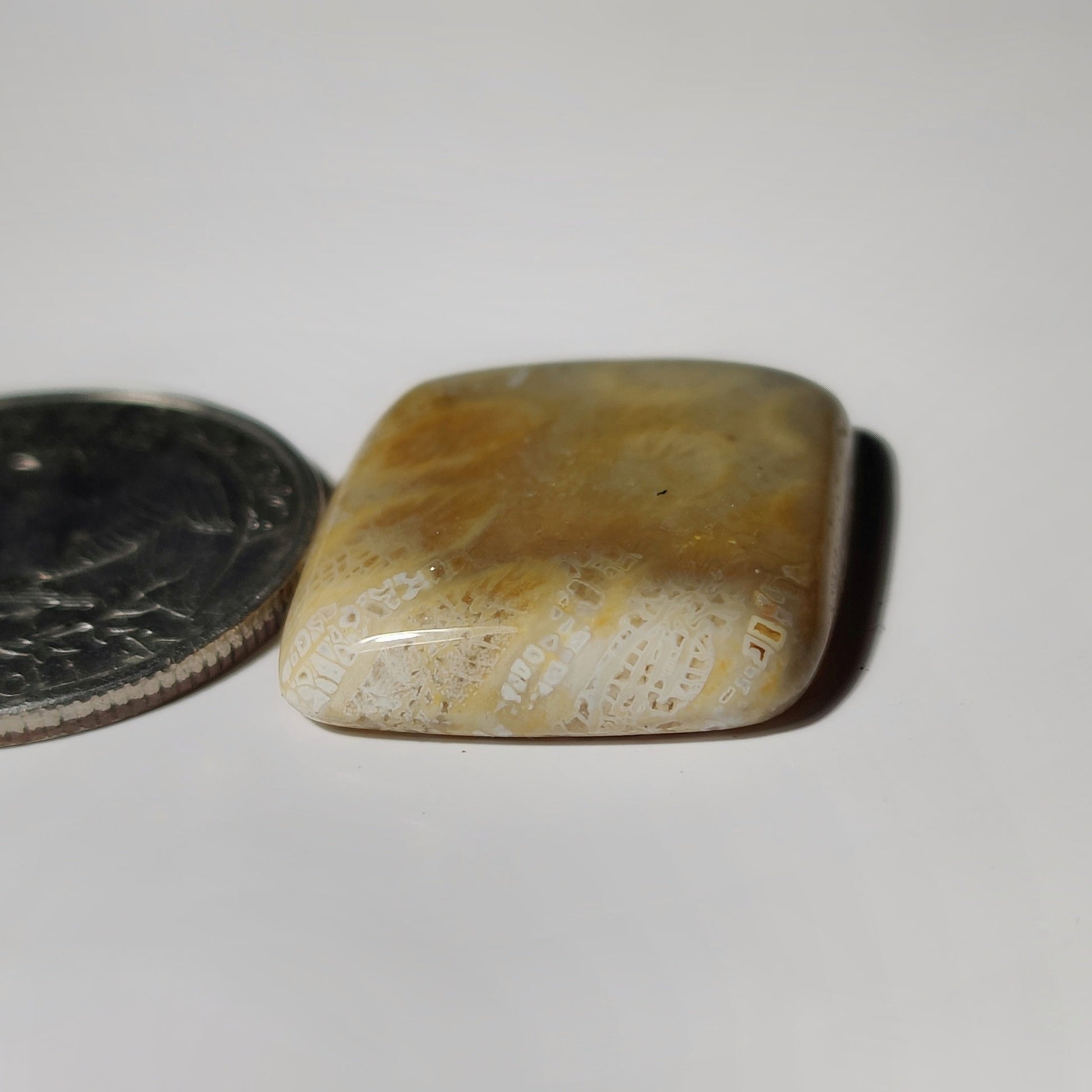 Fossil Coral