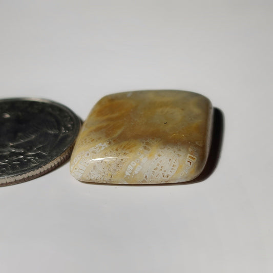 Fossil Coral