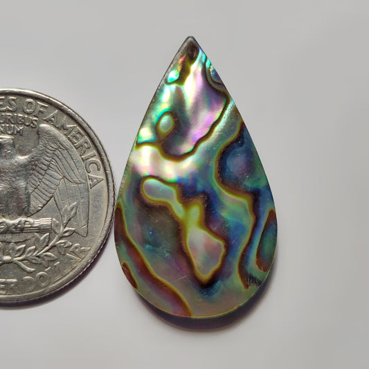 Abalone Shell
