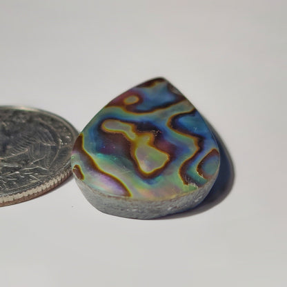 Abalone Shell