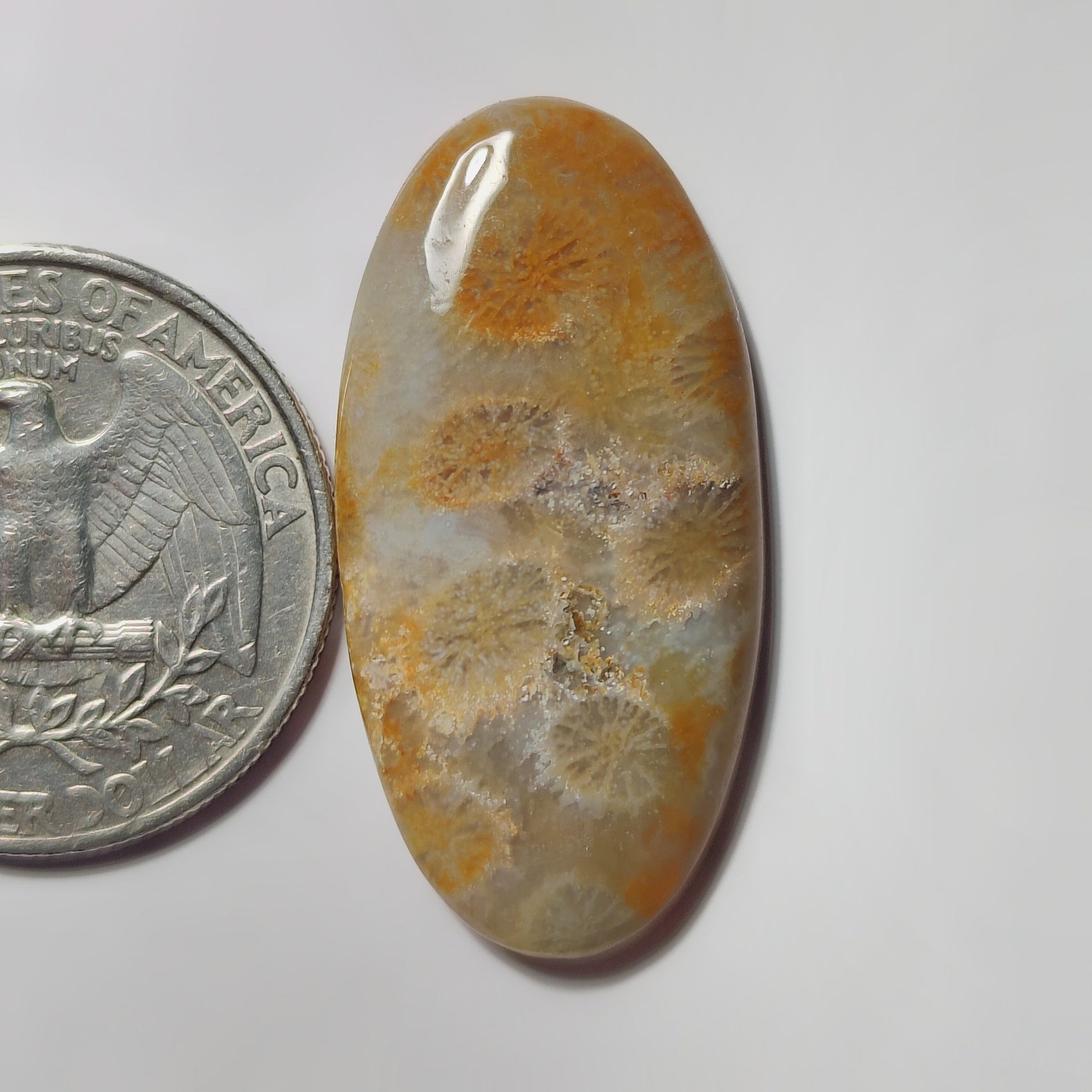Fossil Coral