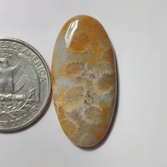 Fossil Coral