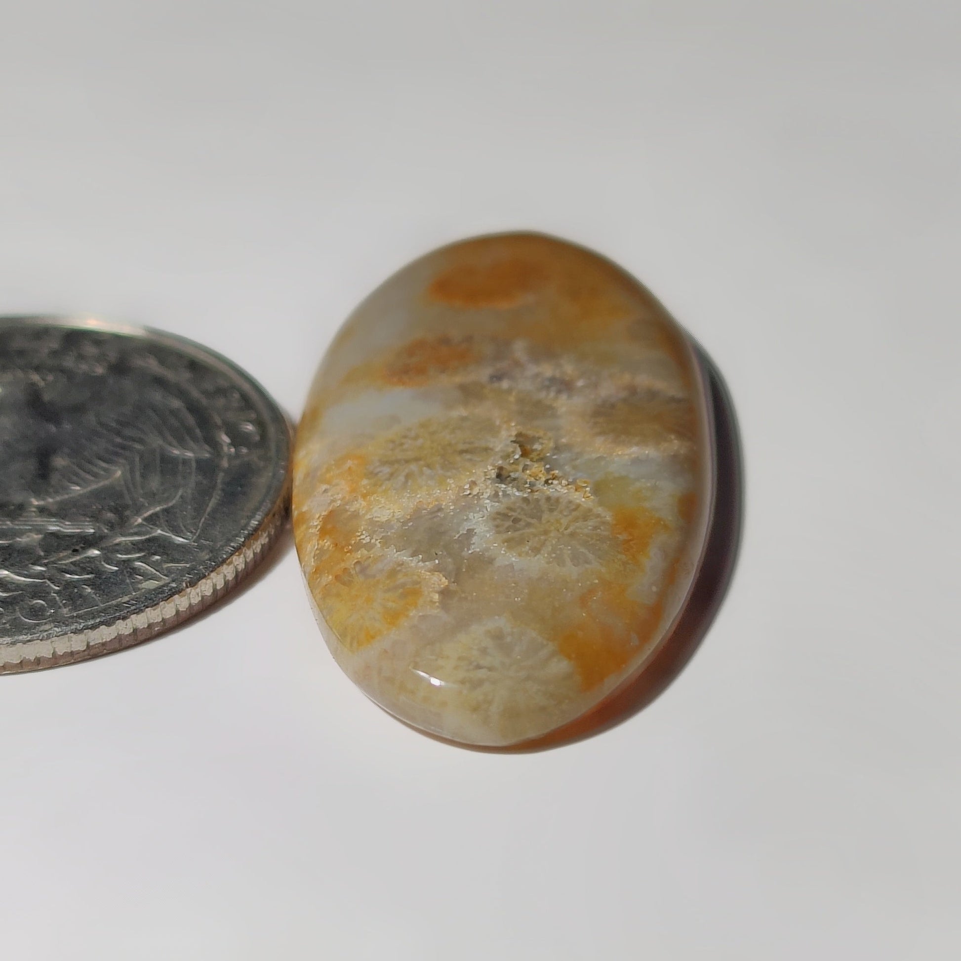 Fossil Coral