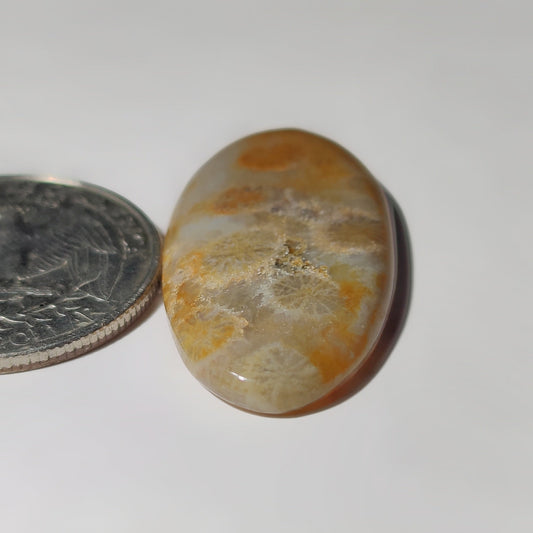 Fossil Coral